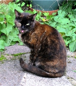 Maggie cats protection charity sutton.jpg